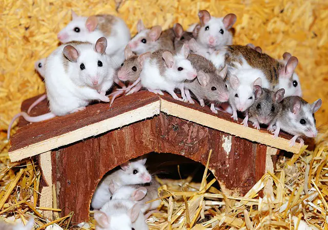Do Mice Hurt Sugar Gliders? The Surprising Answer