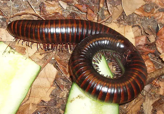 Millipede Mysteries: Why Do My Millipedes Keep Dying?