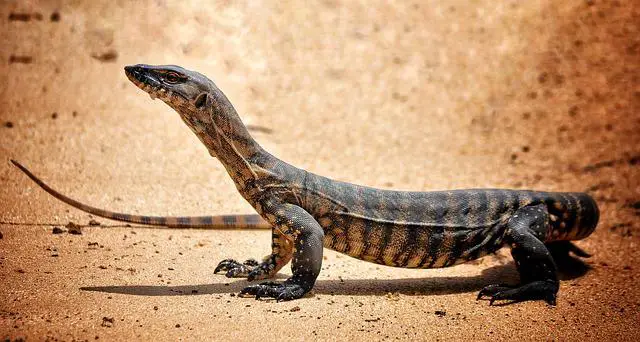 Can Monitor Lizards Eat Raw Chicken? – The Answer Might Surprise You