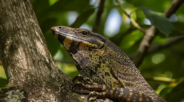 Do Monitor Lizards Need UVB? The Surprising Answer