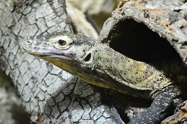 Can Monitor Lizards Climb Walls? You, Will, Be Surprised