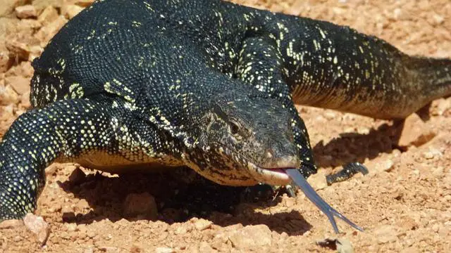 Are Monitor Lizards Dangerous to Dogs?: The Truth About These Reptiles
