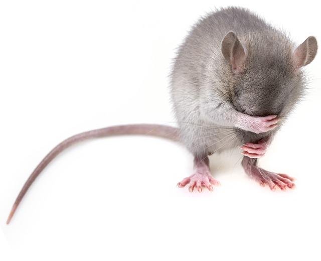 Chinchillas and Mice: Do They Kill Each Other?