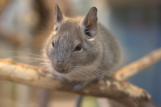 Do Chinchillas Lose Their Whiskers? The Truth About Chinchilla whiskers