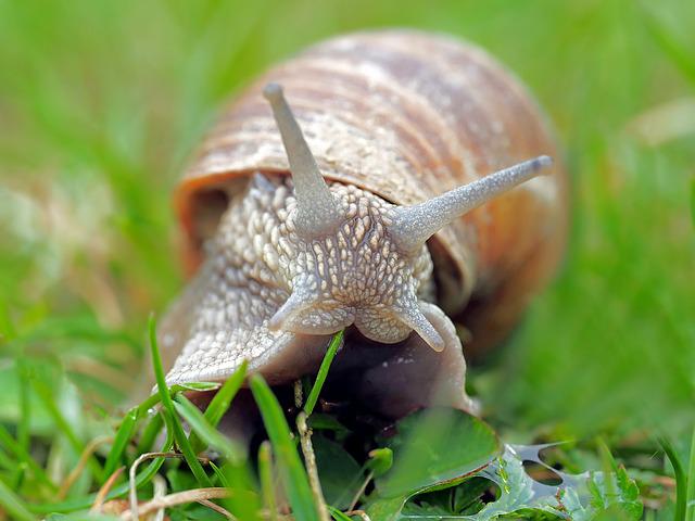 Millipedes and Snails: Can They Live Together?