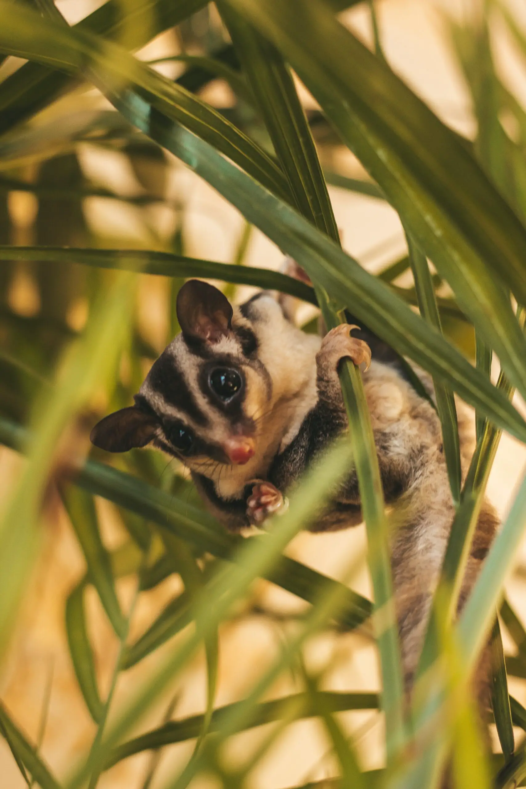 Where Do Sugar Gliders Like to Be Pet? Do They Even Want To?