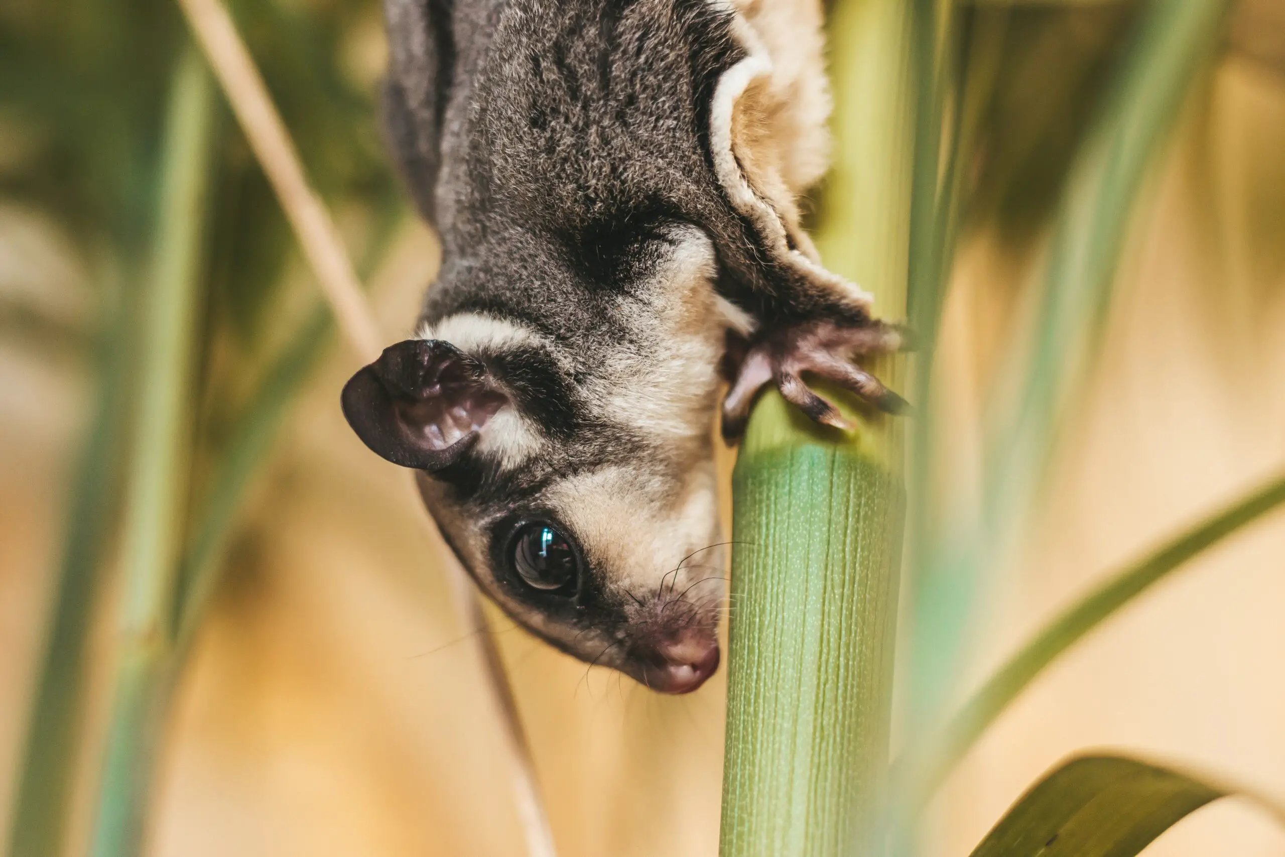 Are Sugar Gliders High Maintenance Pets? A Helpful Guide