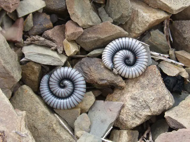 Can Millipedes Survive Being Cut In Half? You Will Be Surprised