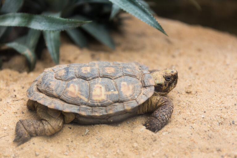 Pancake Tortoises: How Big Do They Get? – Reptiles & Amphibians