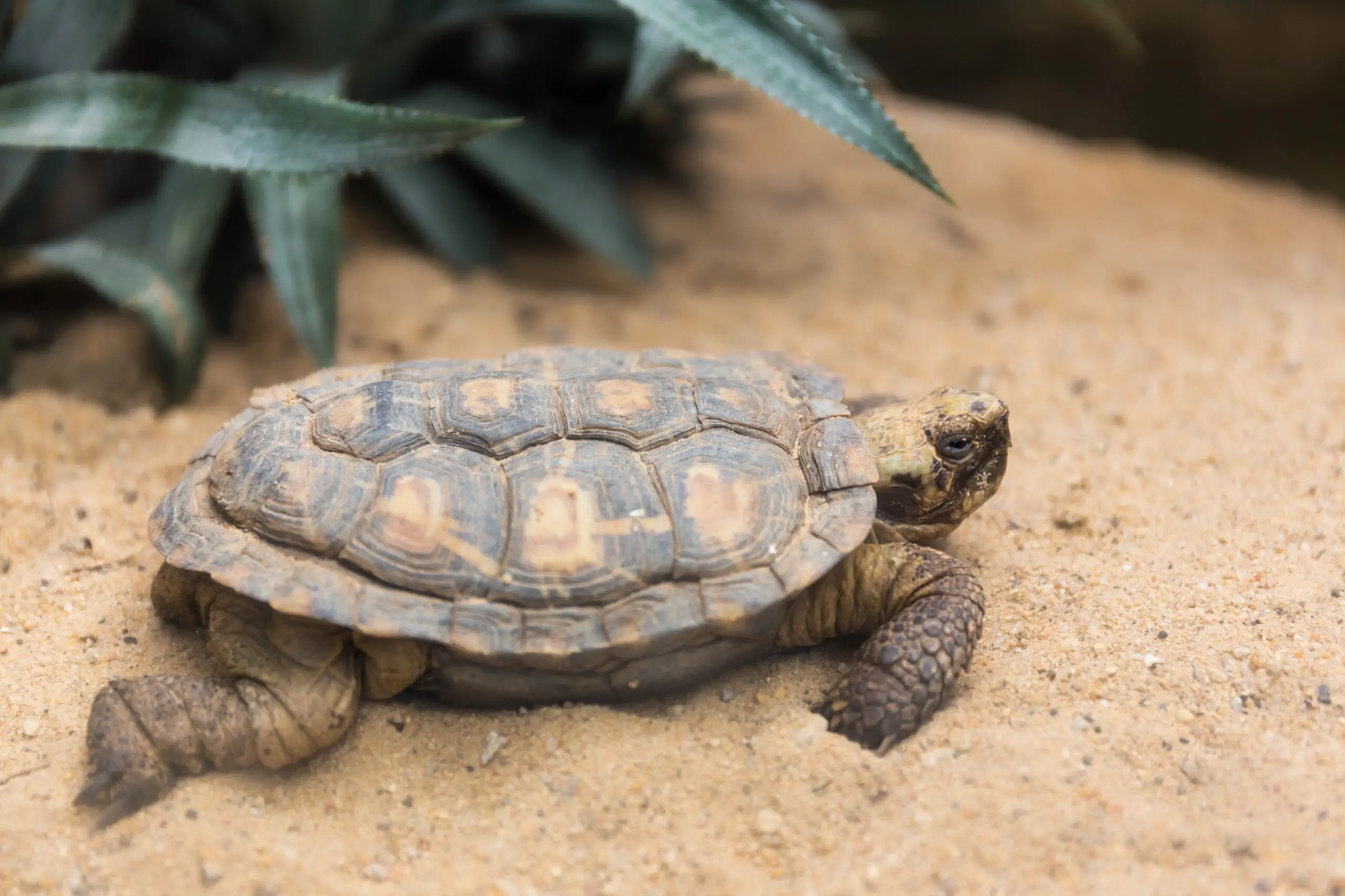 Pancake Tortoise Predators: What Creatures Hunt These Unique Turtles?