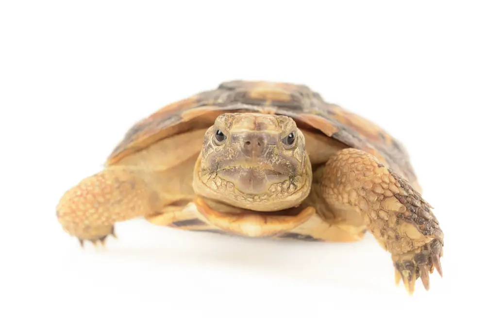 How Pancake Tortoises Reproduce: A Fascinating Look at a Unique Species