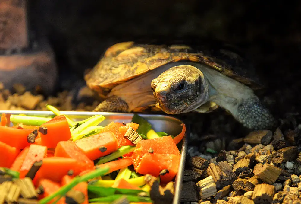 Do Pancake Tortoises Make Good Pets? The Pros & Cons