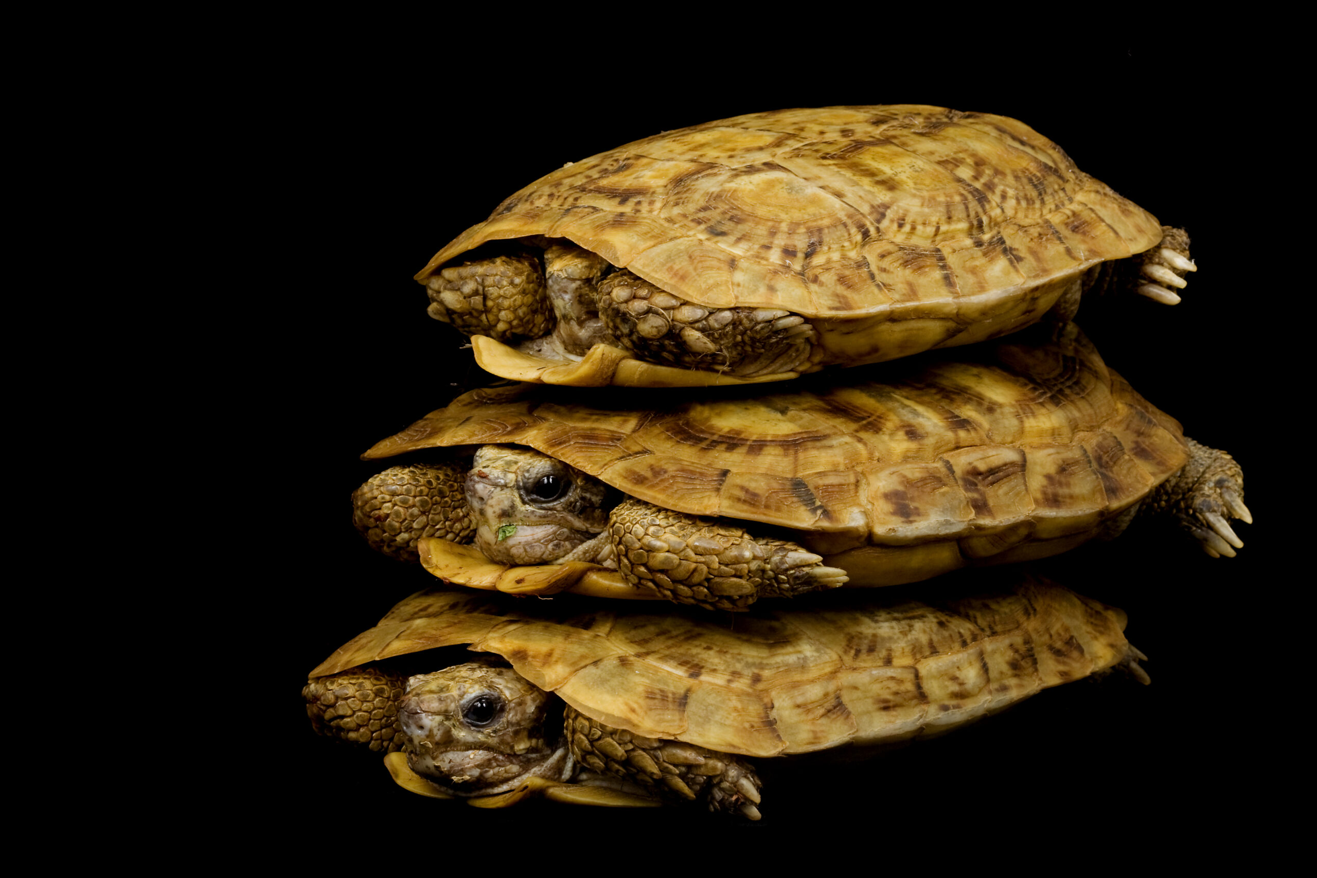 When Do Pancake Tortoises Lay Eggs? Everything You Need to Know