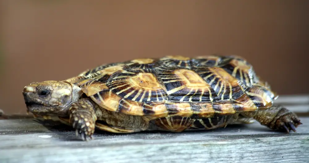 Are Pancake Tortoises Friendly? The Surprising Answer