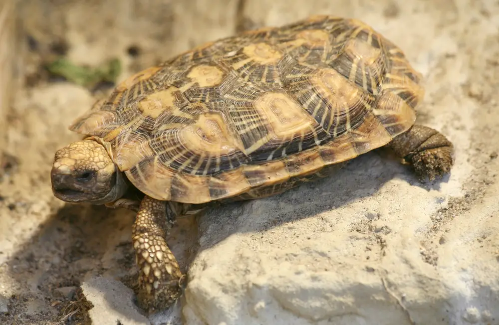 What Do Pancake Tortoises Eat? A Guide to the Diet of This Unique Reptile
