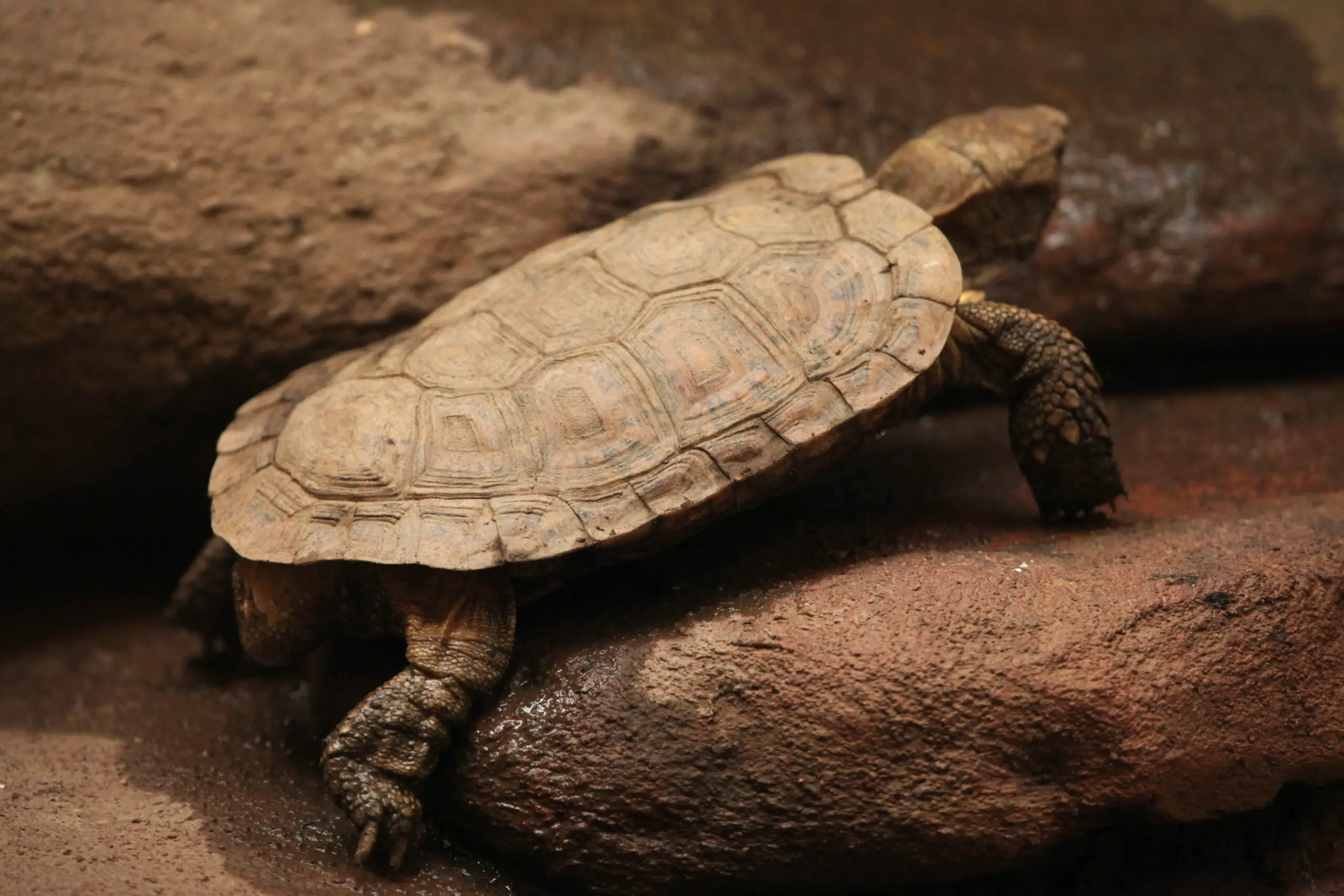 How Many Eggs Do Pancake Tortoises Lay? Everything You Need to Know