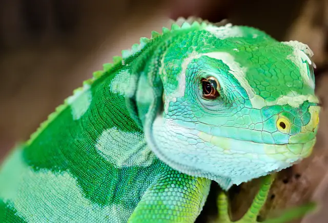Do Giant Day Geckos Swim? The Surprising Answer
