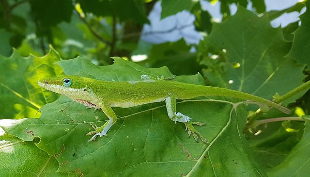 What Do Anoles Eat? A Comprehensive Guide to the Diet of anoles
