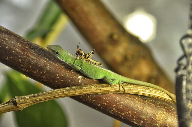 Do Anoles Get Lonely? The Truth About Loneliness in Reptiles