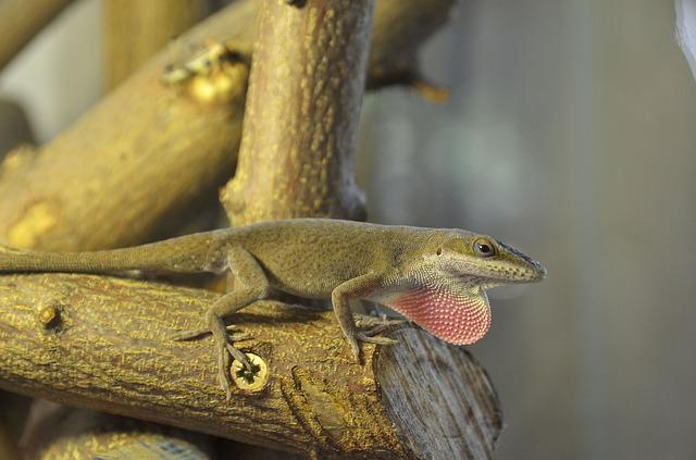 How Long Anoles Live in Captivity: A Comprehensive Guide