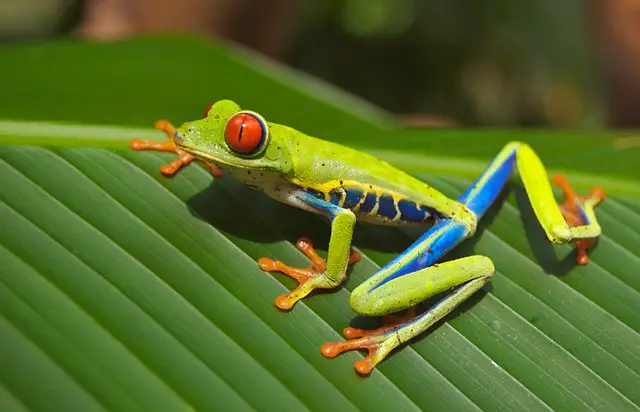 Will anoles eat frogs? The Surprising Answer