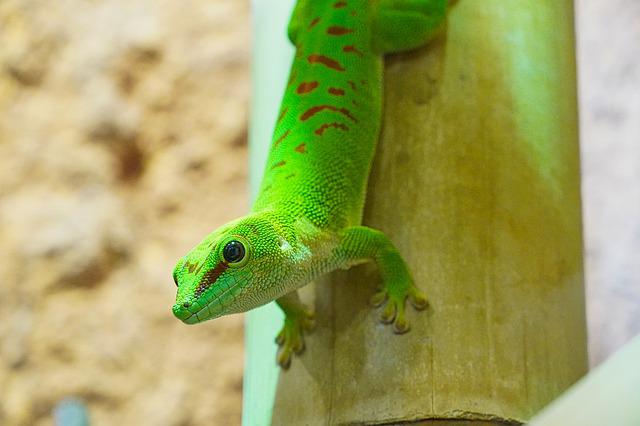 What Do Madagascar Giant Day Geckos Eat? A Detailed Answer