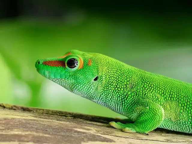 Giant Day Gecko Speed: How Fast Do They REALLY Run?