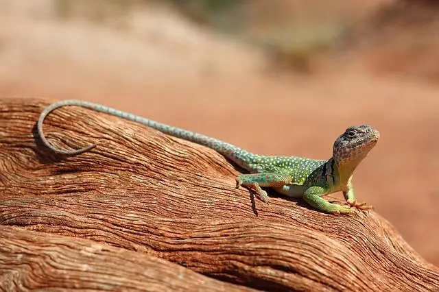 Do Giant Day Geckos Make Good Pets? The Surprising Answer