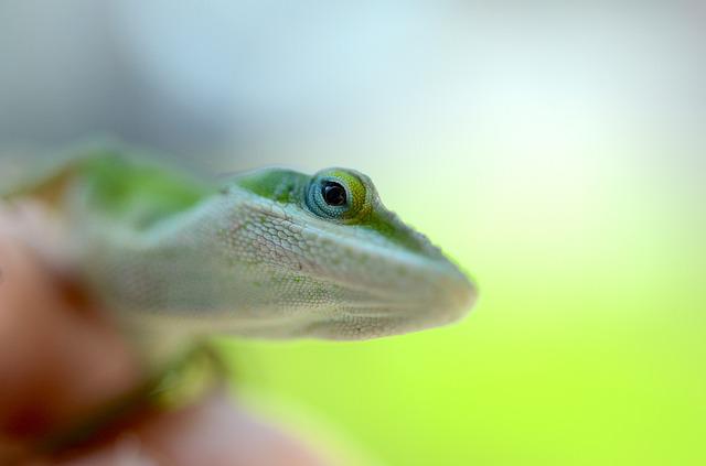 Green Anoles: What Can Live With Them?