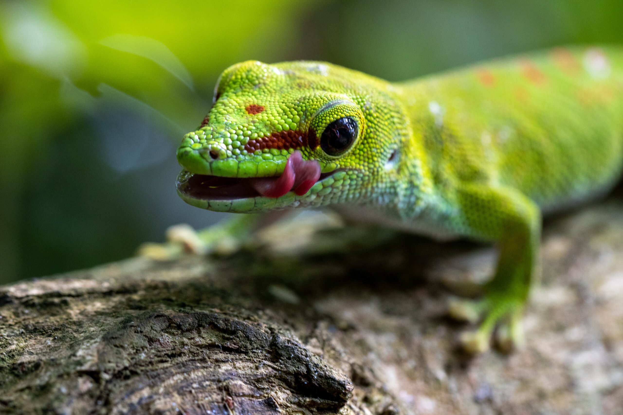 Can Giant Day Geckos Eat Honey? Find Out What They Like to Snack On
