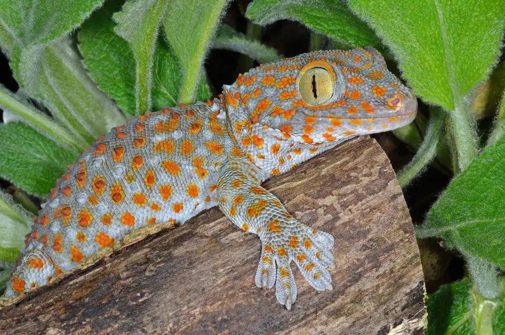 Why Is My Tokay Gecko Not Eating? A Useful Guide