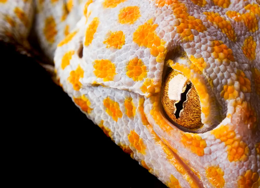 Why Is My Tokay Gecko Changing Colors? You Will Be Surprised