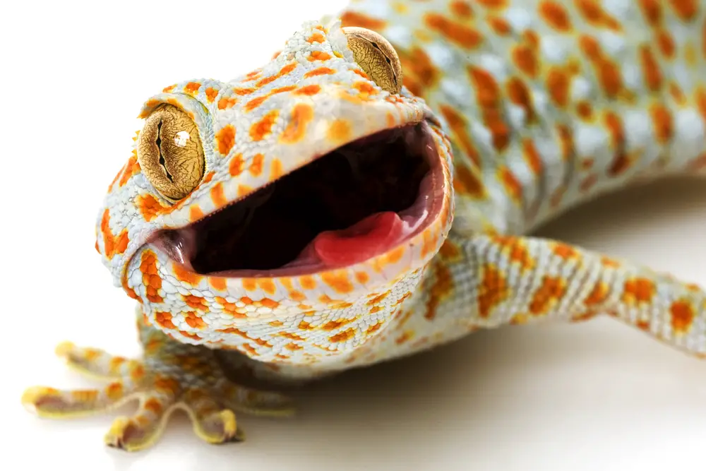 How Bad is a Tokay Gecko Bite? What You Need To Know