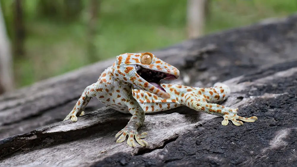 Are Tokay Geckos Poisonous? You Will Be Surprised