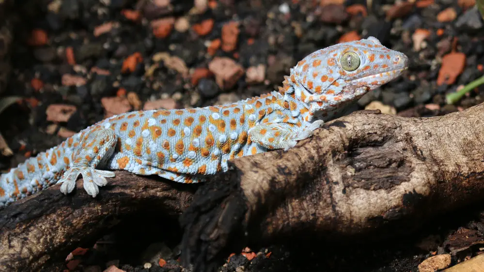 Are Tokay Geckos Harmful? A Surprising Answer