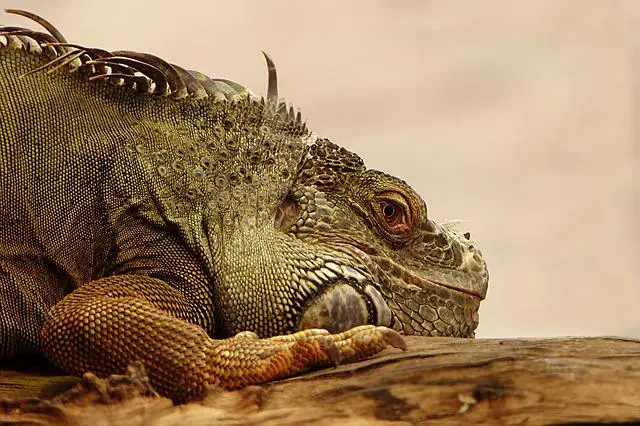 Why the Green Iguana is an Invasive Species The Reasons Why