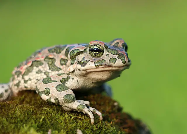 How Old Are Frogs When They Start Croaking? You Will Be Surprised
