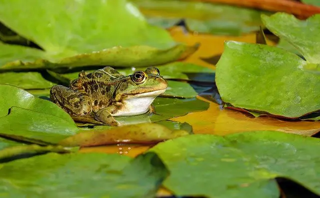Can you use Melafix on frogs? You Will Be Surprised