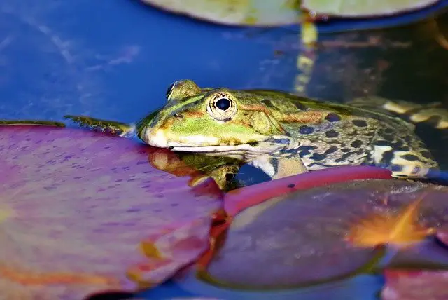 Can you use Neosporin on frogs? What You Need To Know