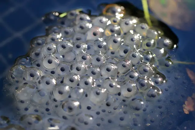 Can You Eat Frog Spawn? The Surprising Answer