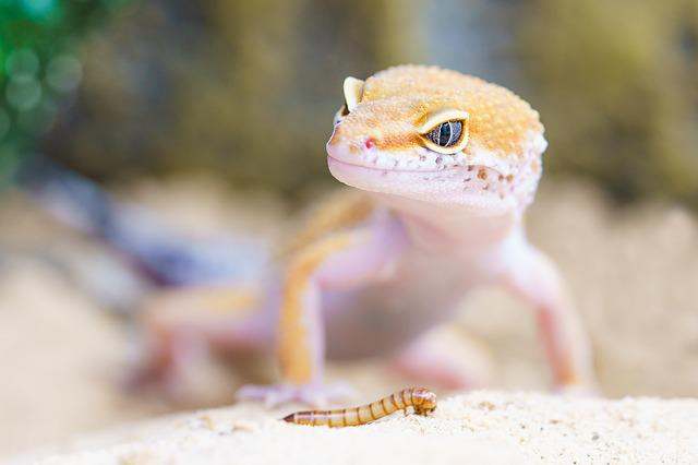 Are Tokay Geckos Legal in California? Know The Laws