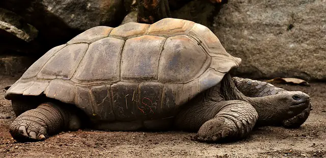 Iguanas and Tortoises: Can They Live Together?
