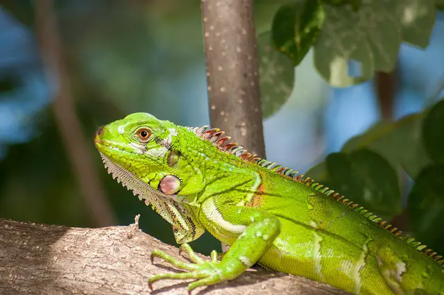 How Iguanas Change Colors: The Science of Pigmentary Displays