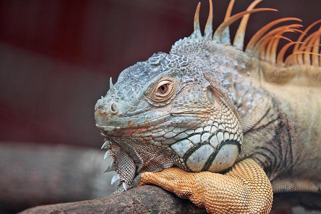 Why Is My Green Iguana Not Eating? A Detailed Answer