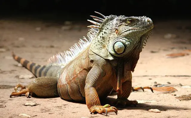 What Do Green Iguanas Eat? A Detailed Diet