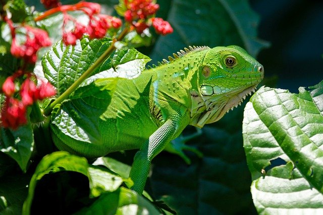 The Truth About Green Iguanas Turning Black