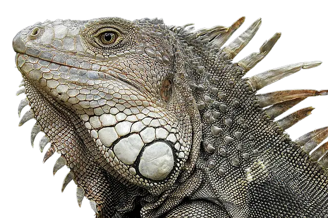 Iguana Defense Tactics: How These Reptiles Protect Themselves from Predators
