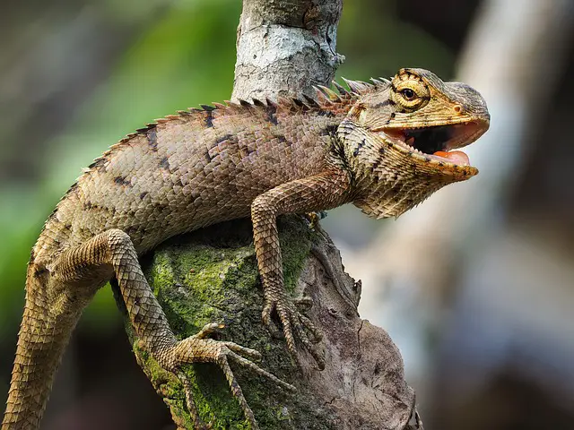 Reasons Why Your Green Iguana Might Be Turning Brown