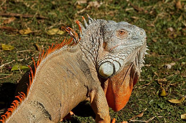 How Big Do Green Iguanas Get? The Surprising Answer