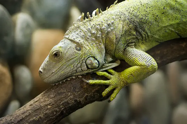 Can You Pick Up Wild Iguanas? What You Need To Know